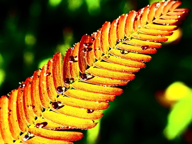 Foto primer plano de un insecto en las hojas