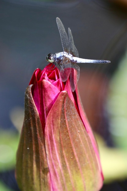 Foto primer plano de un insecto en el lirio