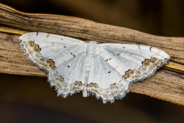 Primer plano de un insecto en la madera