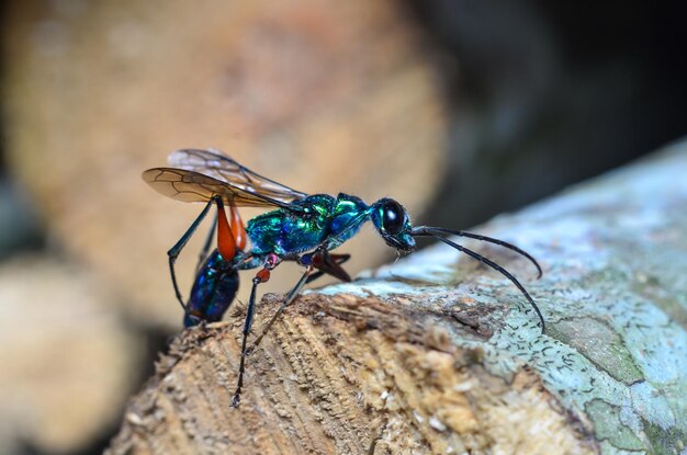 Primer plano de un insecto en la madera