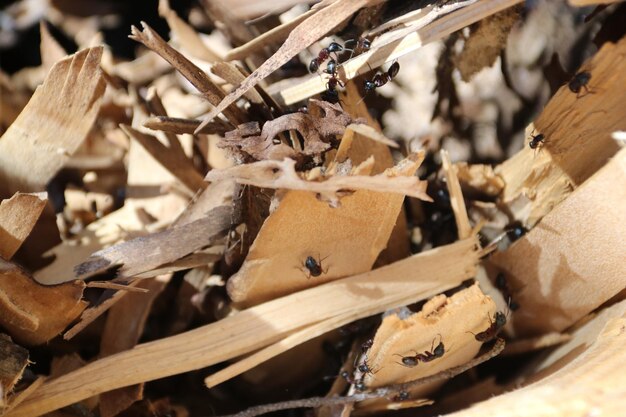 Primer plano de un insecto en madera