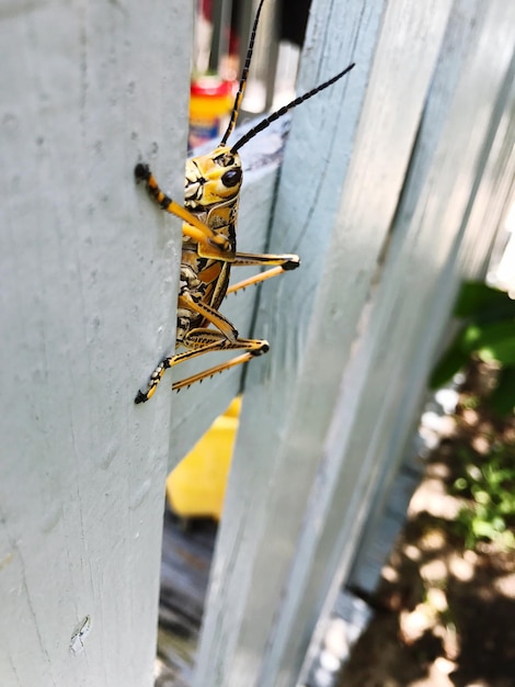 Primer plano de un insecto en madera