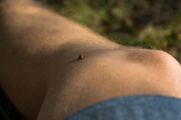 Foto primer plano de un insecto en la mano