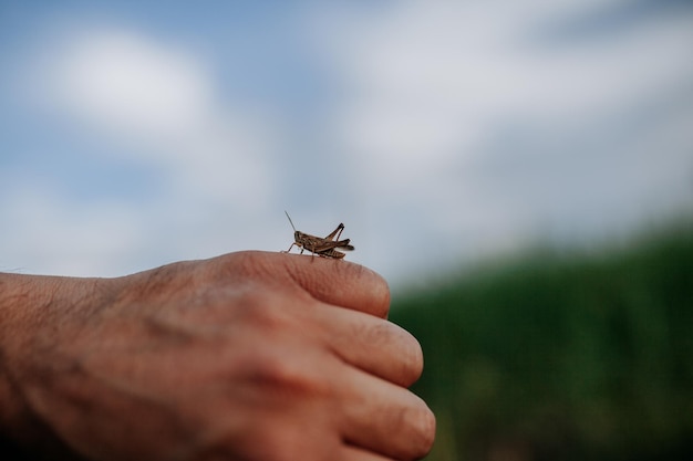 Foto primer plano de un insecto en la mano