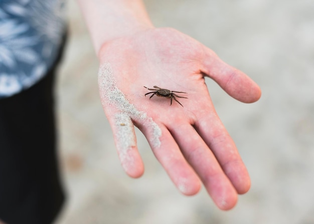 Foto primer plano de un insecto en la mano