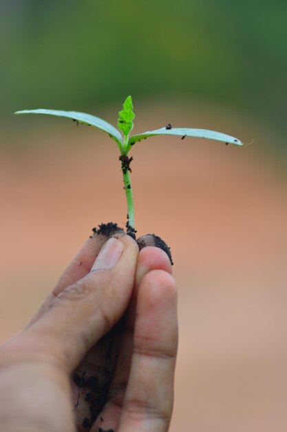 Foto primer plano de un insecto con la mano