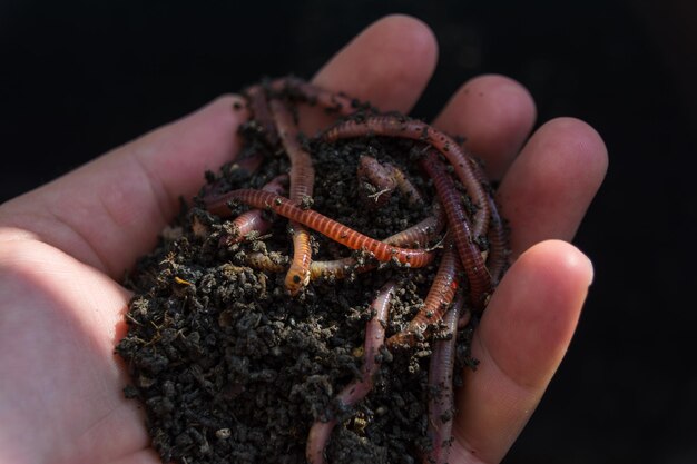 Foto primer plano de un insecto con la mano