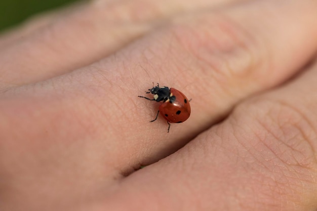 Foto primer plano del insecto en la mano