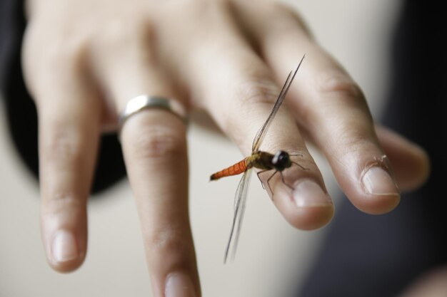 Primer plano de un insecto en la mano