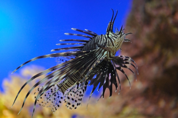 Foto un primer plano de un insecto en el mar azul