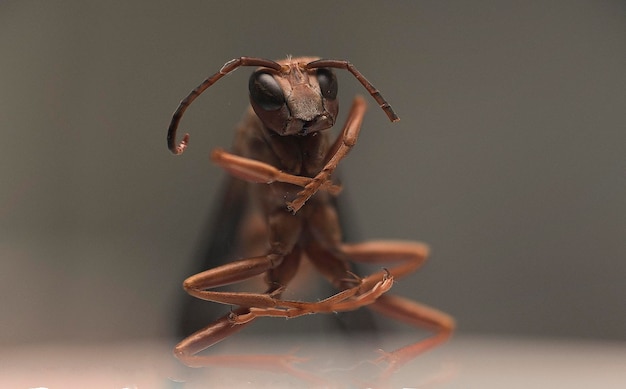 Primer plano de un insecto marrón