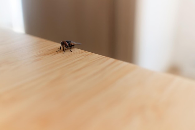 Foto un primer plano de un insecto en una mesa de madera