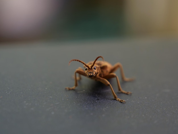 Primer plano de un insecto en la mesa