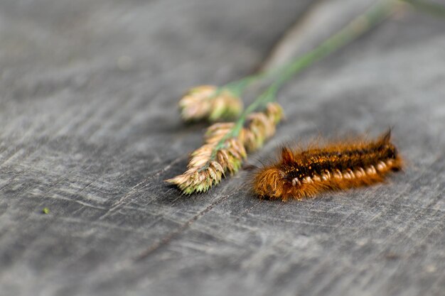 Foto primer plano de un insecto en la mesa