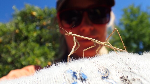 Foto primer plano de un insecto con una mujer en el fondo