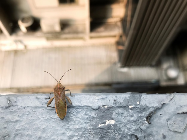 Primer plano de un insecto en una pared de hormigón