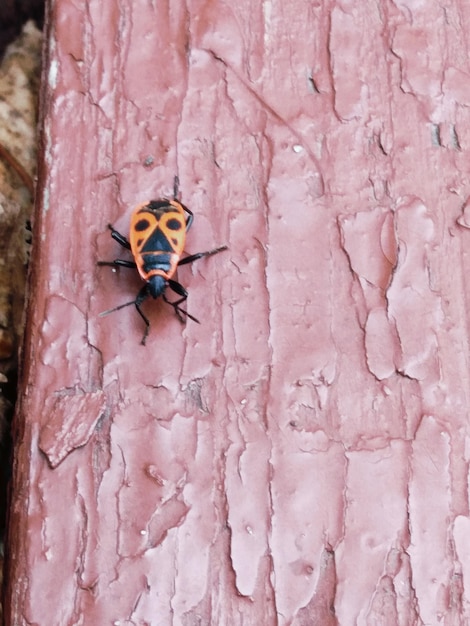 Foto primer plano de un insecto en la pared