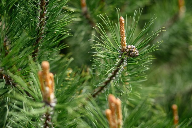 Foto un primer plano de un insecto en un pino