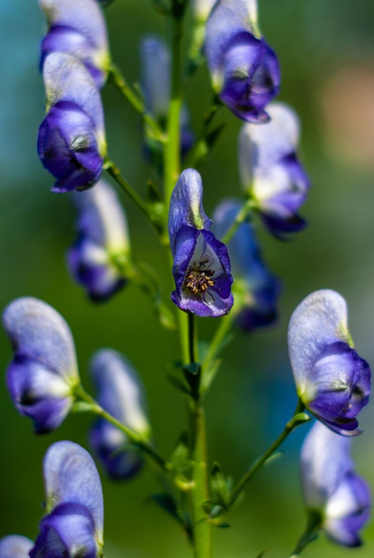 Foto un primer plano de un insecto en una planta con flores púrpuras