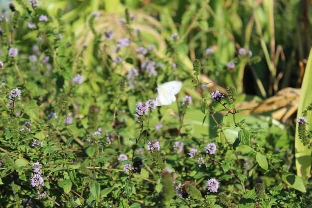 Foto un primer plano de un insecto en una planta con flores púrpuras