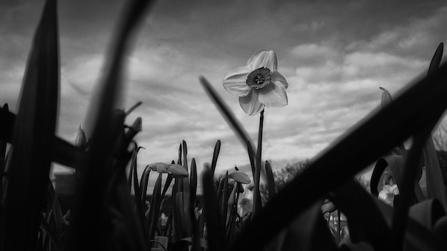 Foto primer plano de un insecto en una planta con flores