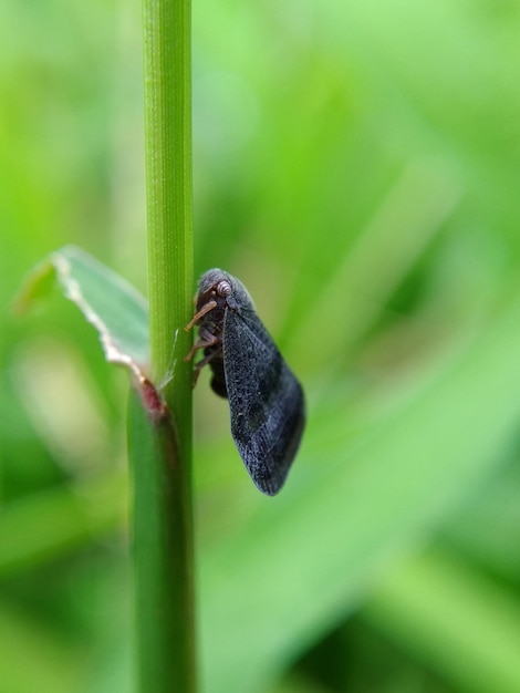 Foto primer plano de un insecto en una planta