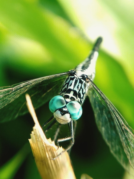 Foto primer plano de un insecto en una planta