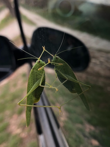 Foto primer plano de un insecto en una planta