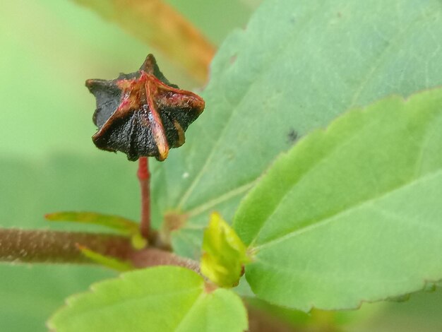 Foto primer plano de un insecto en una planta