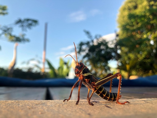 Foto primer plano de un insecto en una planta