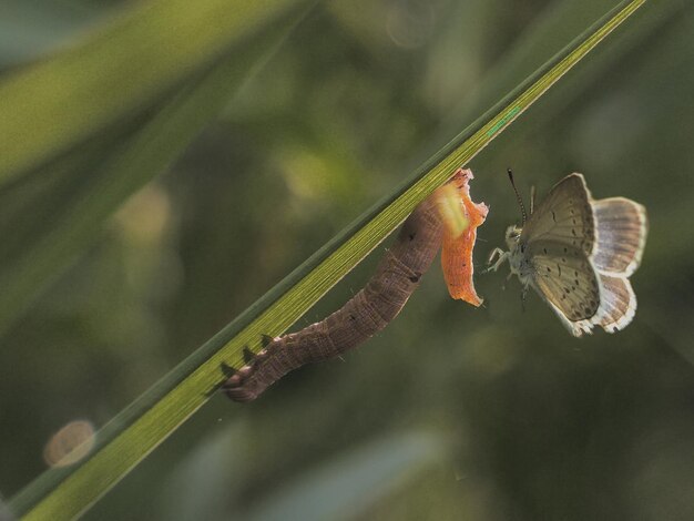 Foto primer plano de un insecto en una planta