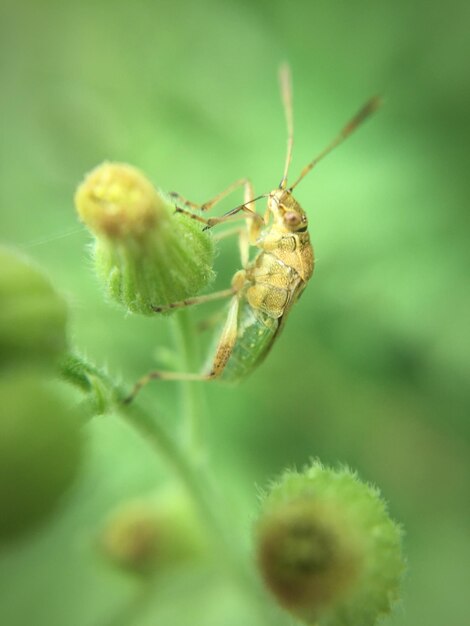 Foto primer plano de un insecto en una planta