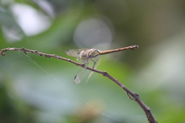 Foto primer plano de un insecto en una planta