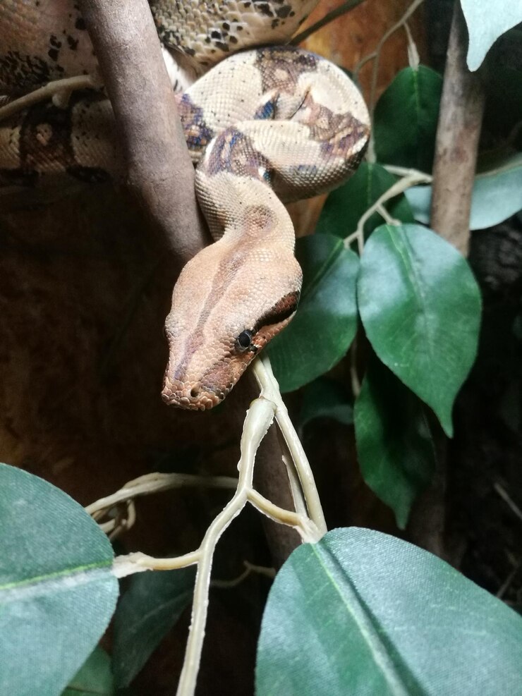 Foto primer plano de un insecto en una planta