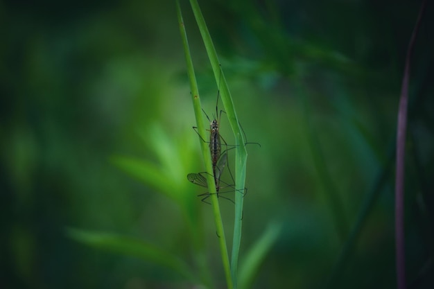 Primer plano de un insecto en una planta