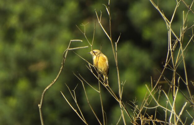 Foto primer plano de un insecto en una planta