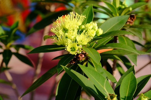 Foto primer plano de un insecto en una planta