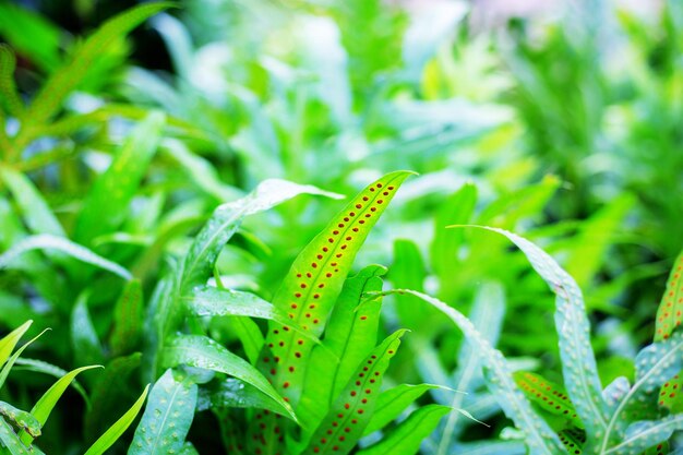 Foto primer plano de un insecto en una planta