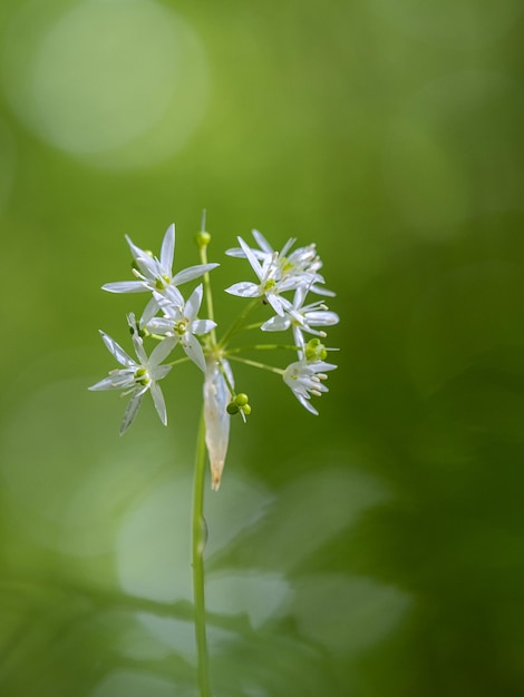 Foto primer plano de un insecto en una planta