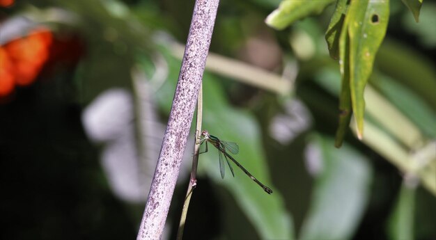 Foto primer plano de un insecto en una planta