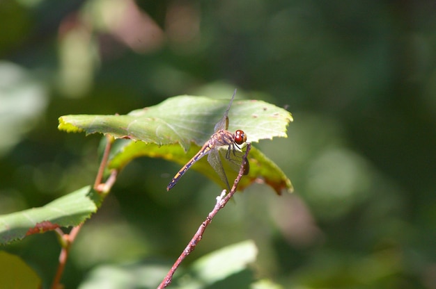 Foto primer plano de un insecto en una planta