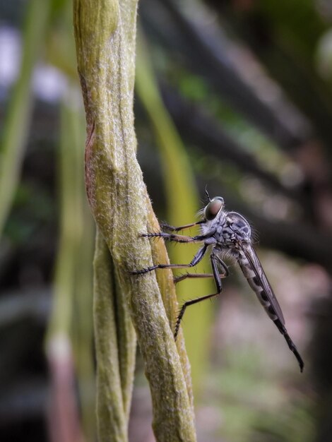 Foto primer plano de un insecto en una planta