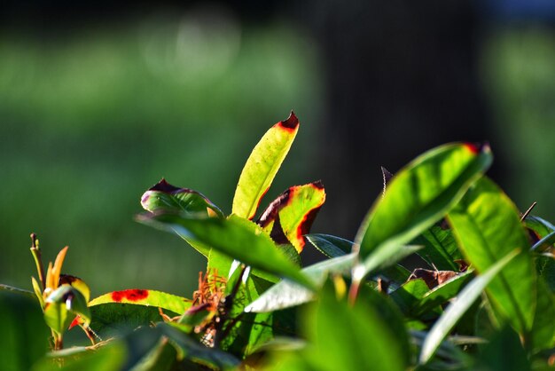 Foto primer plano de un insecto en una planta