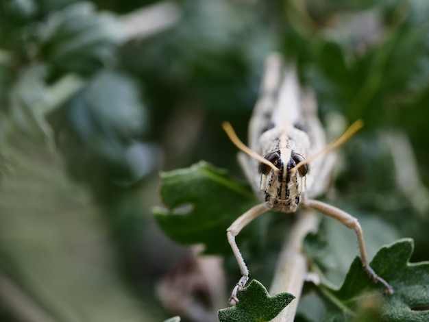 Foto primer plano de un insecto en una planta