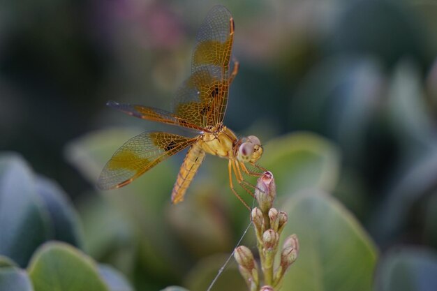 Foto primer plano de un insecto en una planta