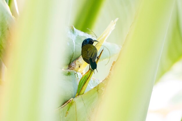 Primer plano de un insecto en una planta