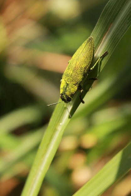 Primer plano de un insecto en una planta