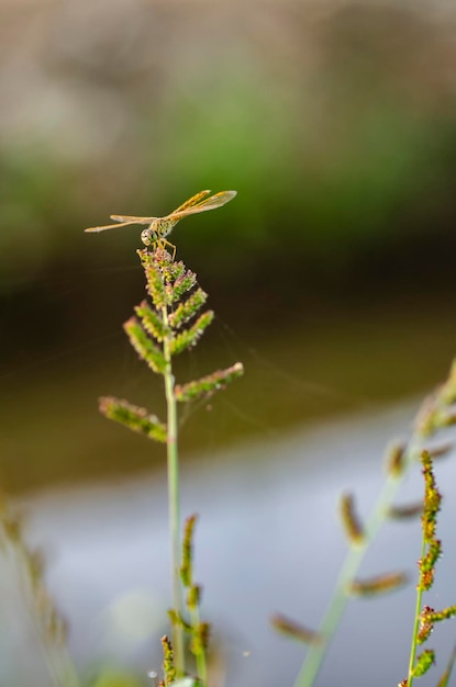 Foto primer plano de un insecto en una planta