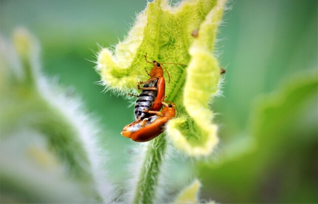 Primer plano de un insecto en una planta