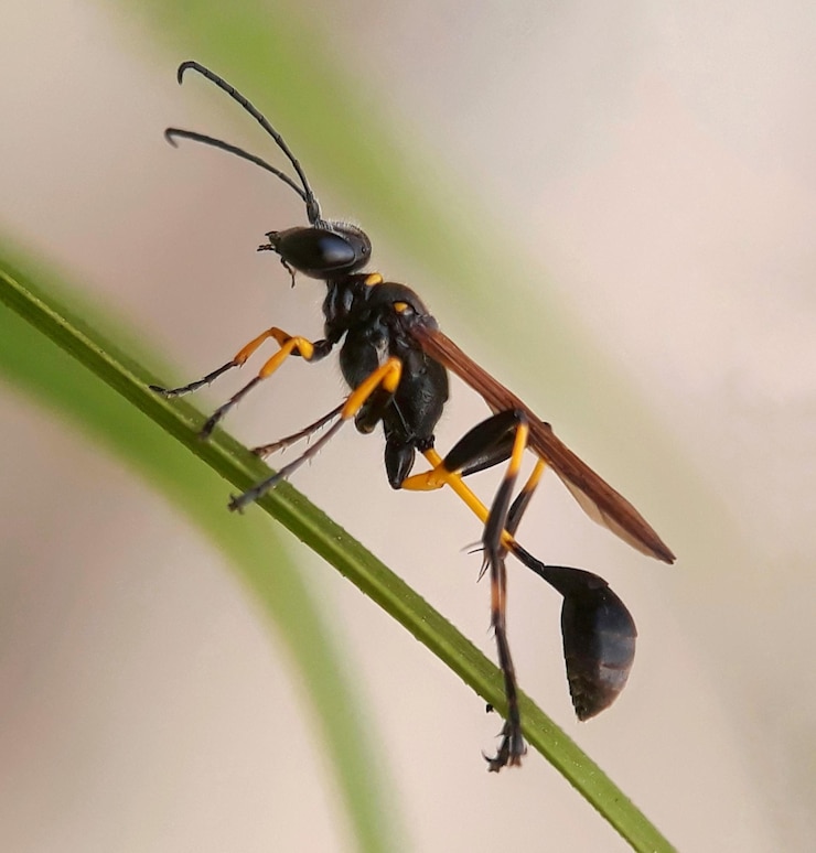 Foto primer plano de un insecto en una planta